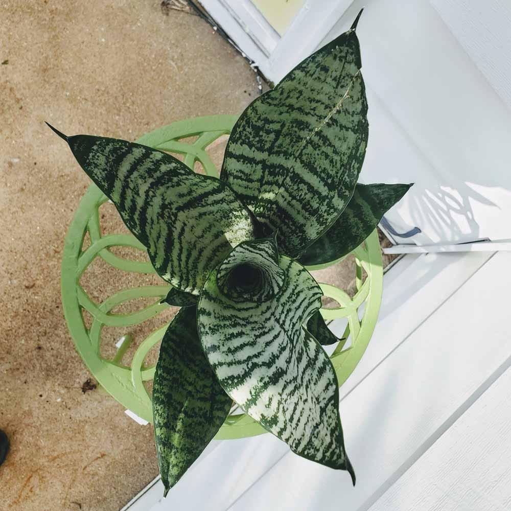 Sansevieria Futura Robusta - View 19 from www redcrocus com