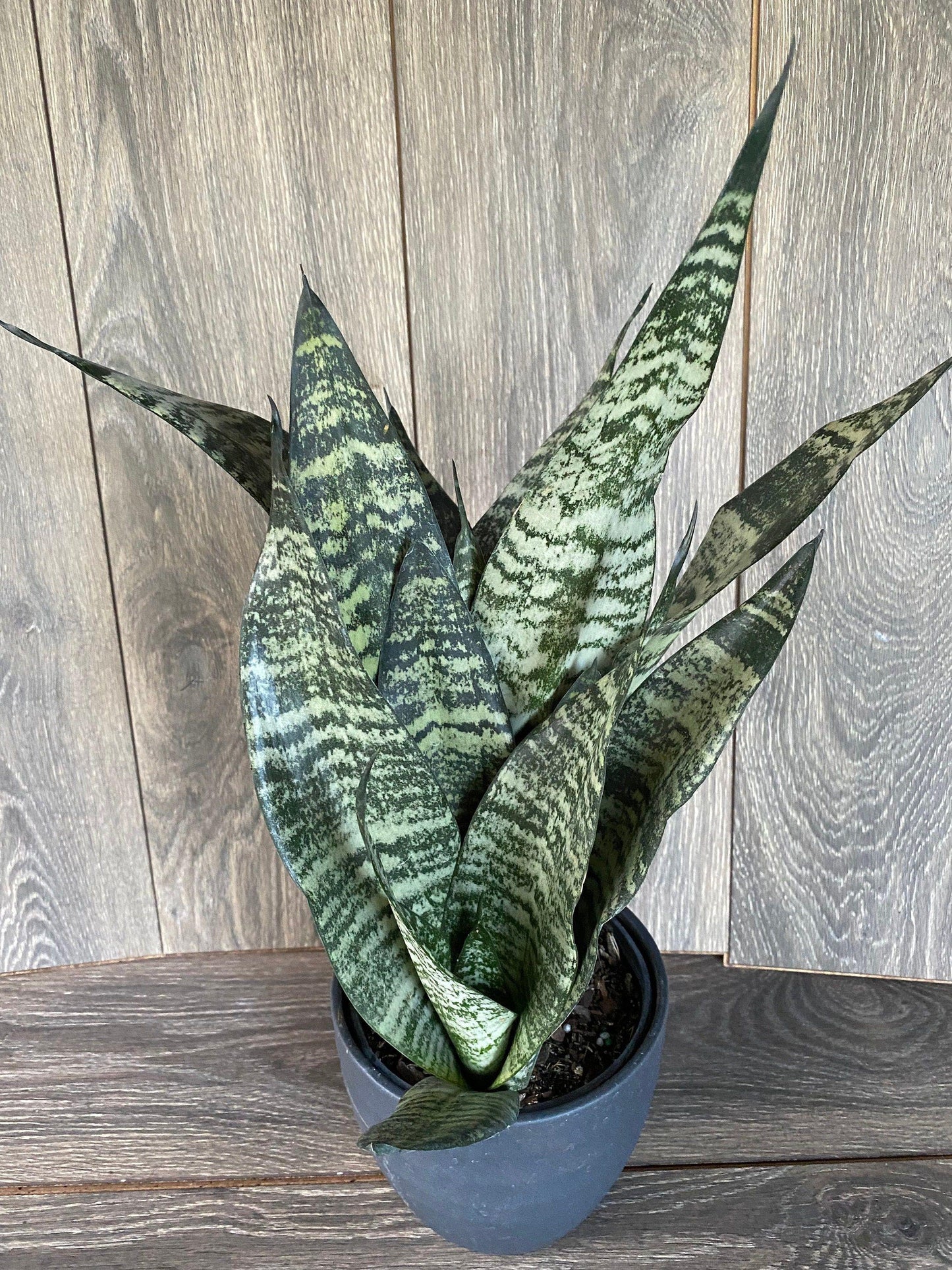Sansevieria Futura Robusta - View 2 from www redcrocus com