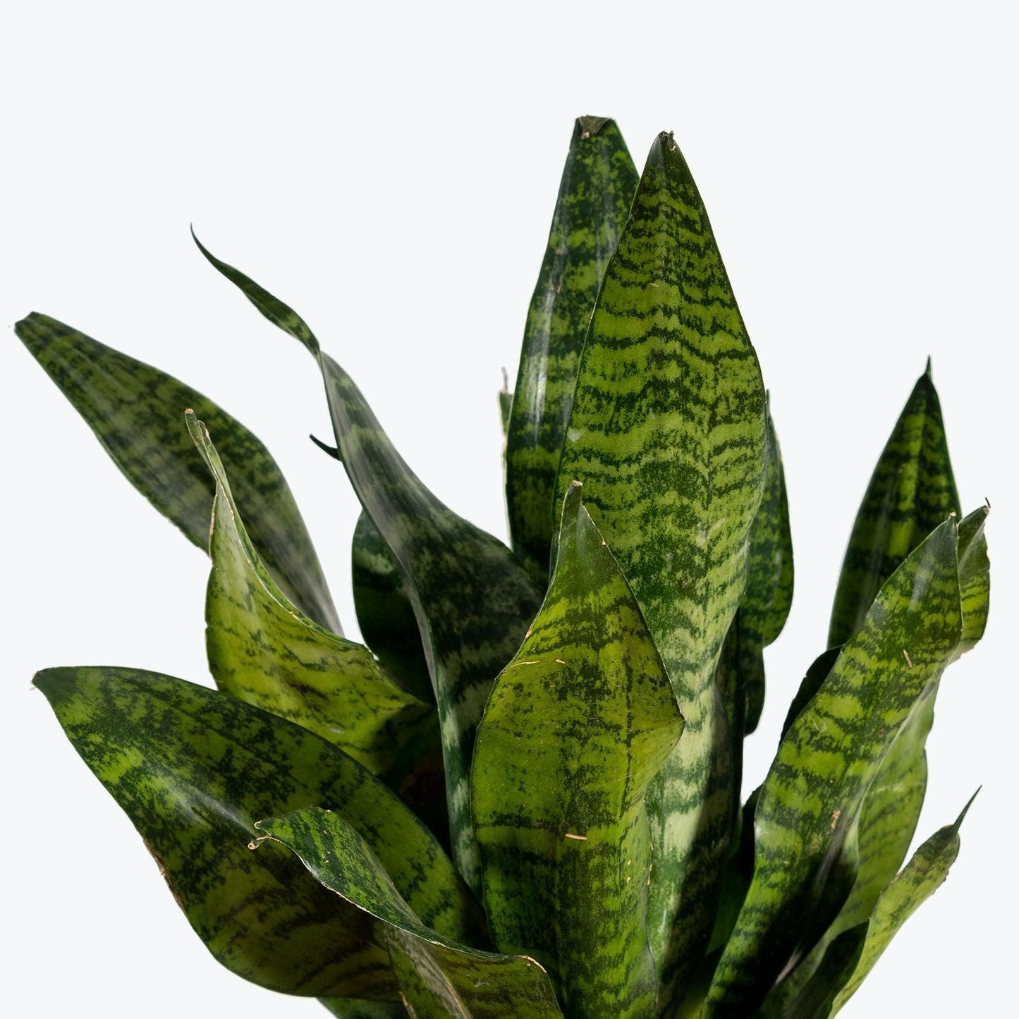 Sansevieria Futura Robusta - View 3 from www redcrocus com