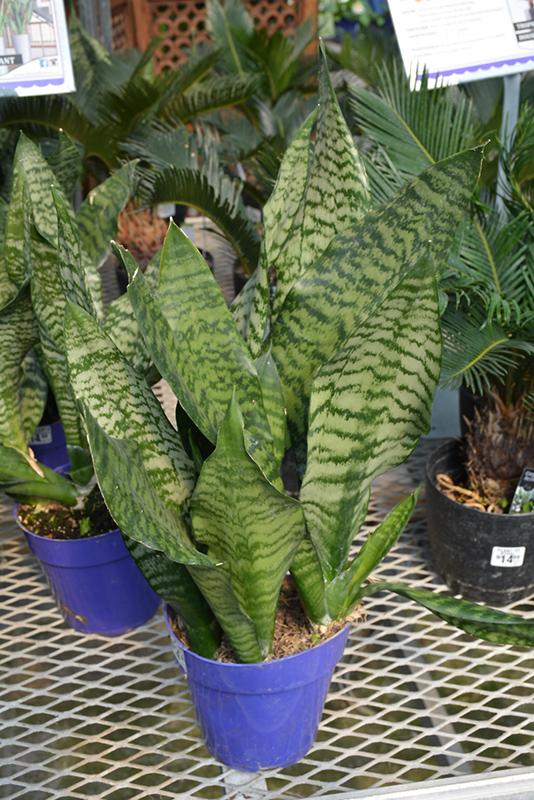 Sansevieria Futura Robusta - View 5 from www redcrocus com