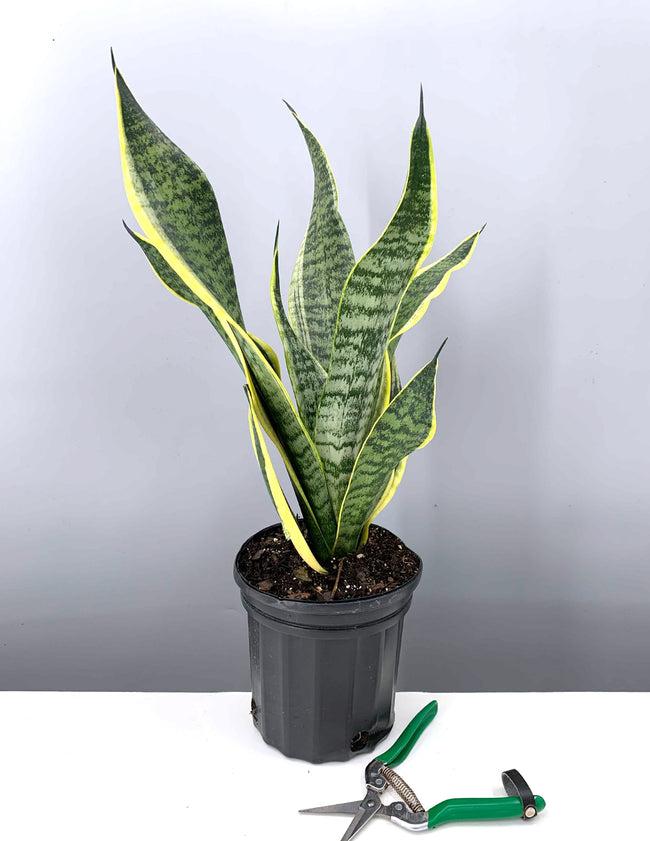 Sansevieria Futura Robusta - View 6 from www redcrocus com