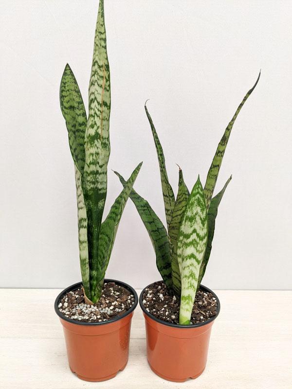 Sansevieria Futura Robusta - View 7 from www redcrocus com