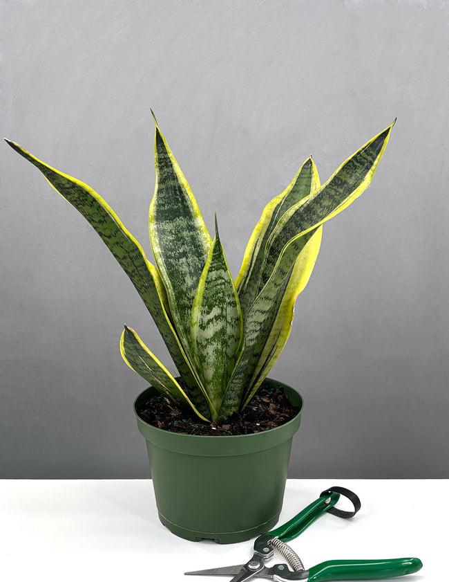 Sansevieria Futura Robusta - View 9 from www redcrocus com