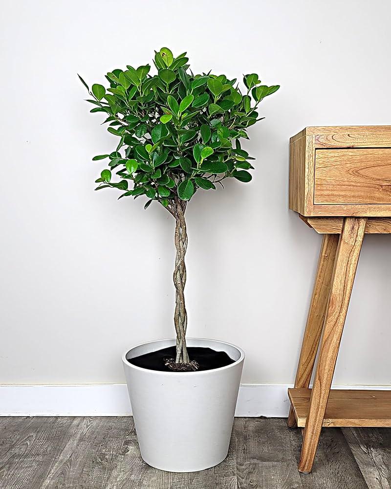 Ficus Benjamina 'danielle', Braid - View 25 from www redcrocus com