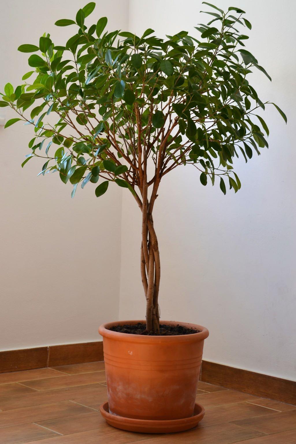 Ficus Benjamina 'danielle', Braid - View 8 from www redcrocus com