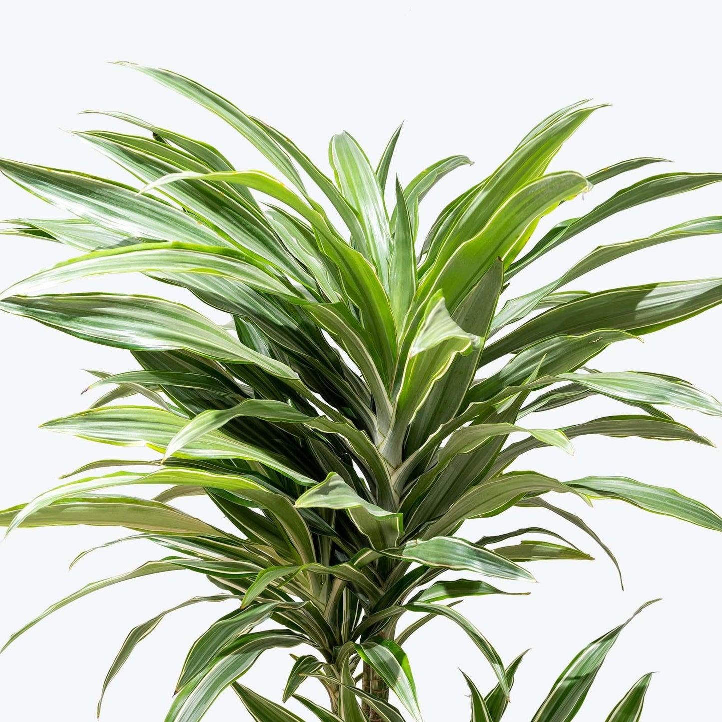 Dracaena Warneckii Bush - View 10 from www redcrocus com