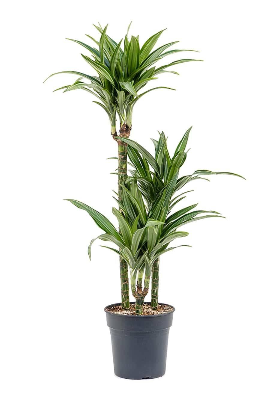Dracaena Warneckii Bush - View 11 from www redcrocus com