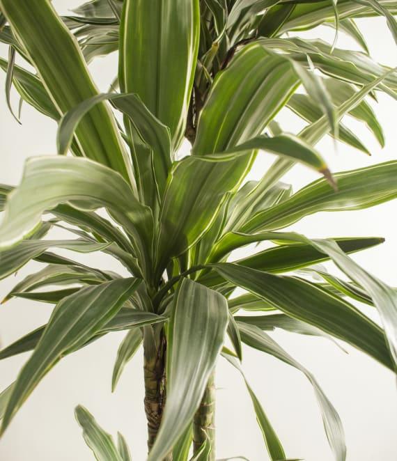 Dracaena Warneckii Bush - View 13 from www redcrocus com