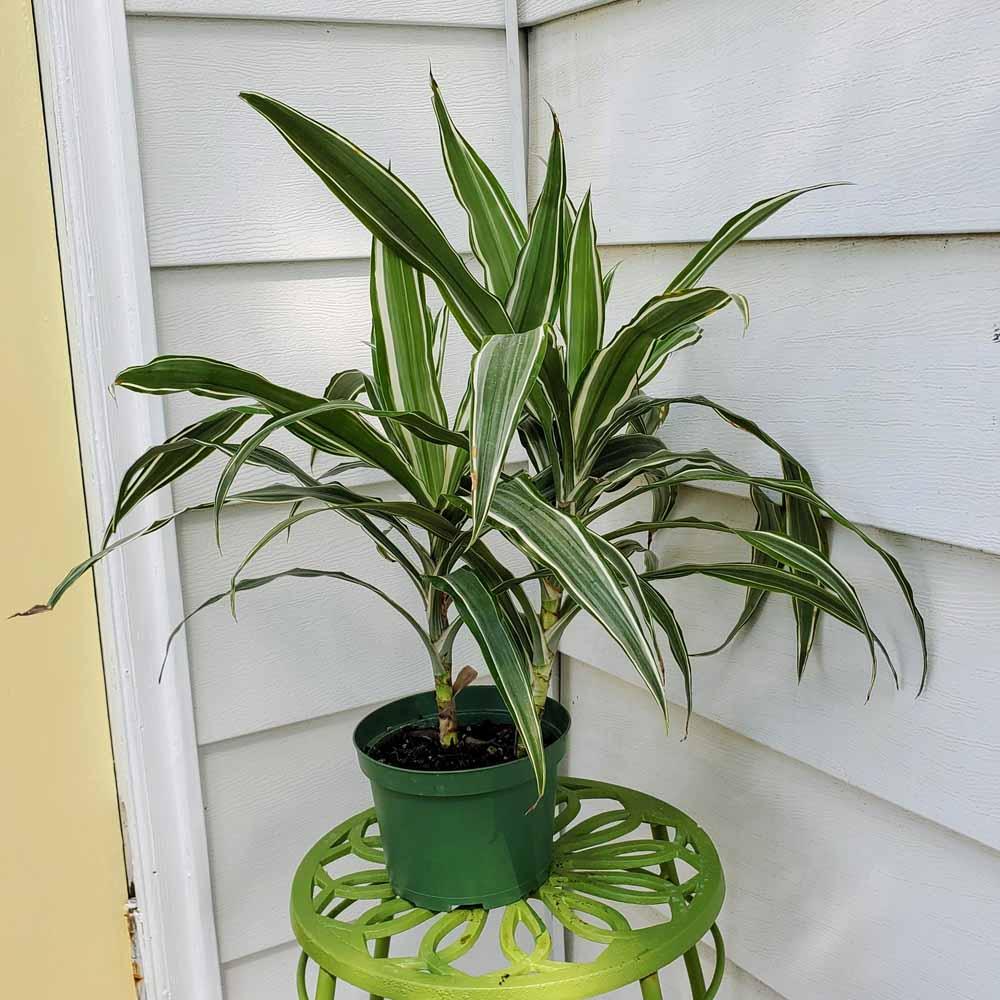 Dracaena Warneckii Bush - View 14 from www redcrocus com