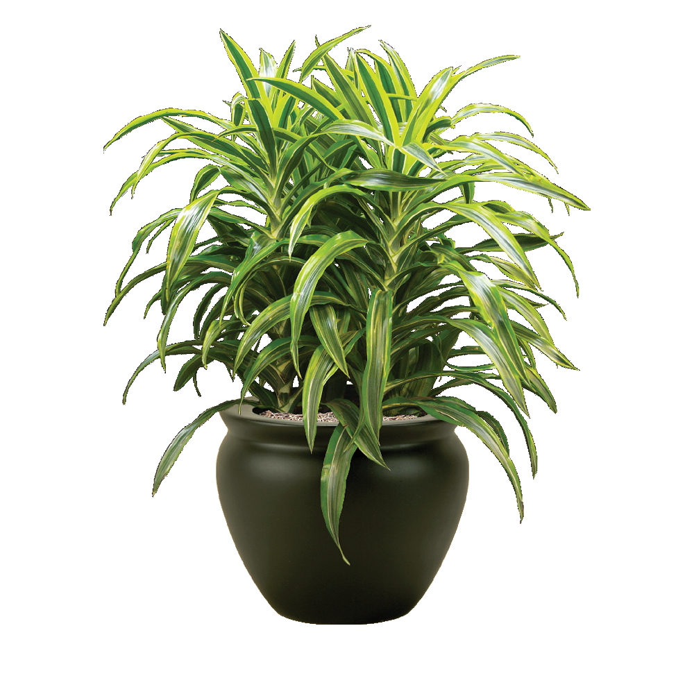 Dracaena Warneckii Bush - View 15 from www redcrocus com