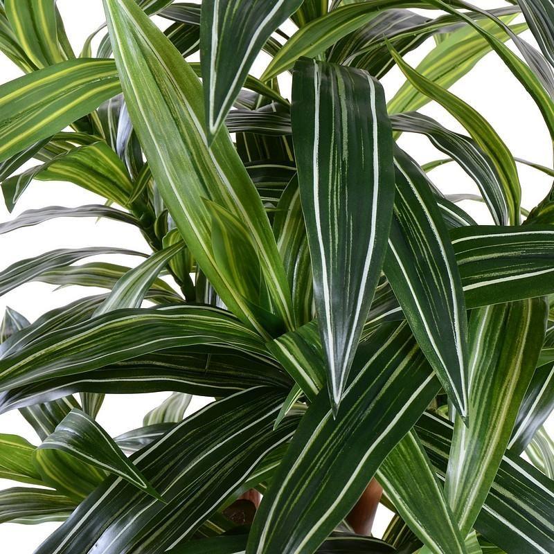 Dracaena Warneckii Bush - View 15 from www redcrocus com