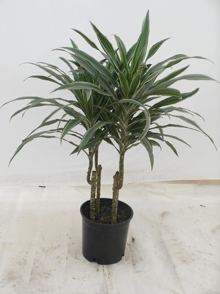 Dracaena Warneckii Bush - View 16 from www redcrocus com