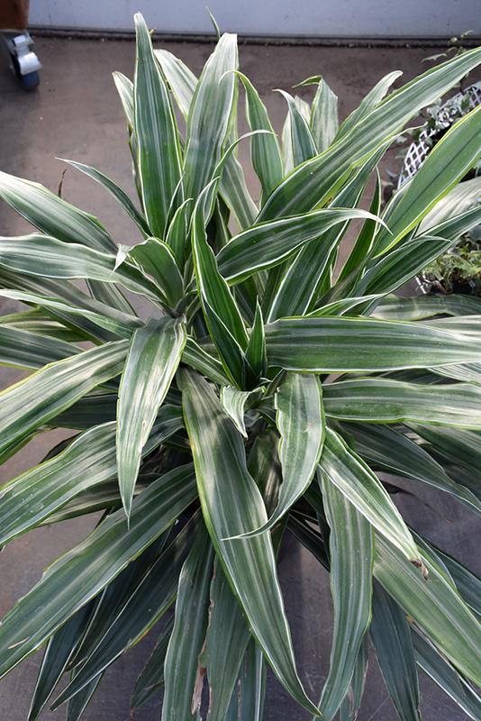 Dracaena Warneckii Bush - View 17 from www redcrocus com