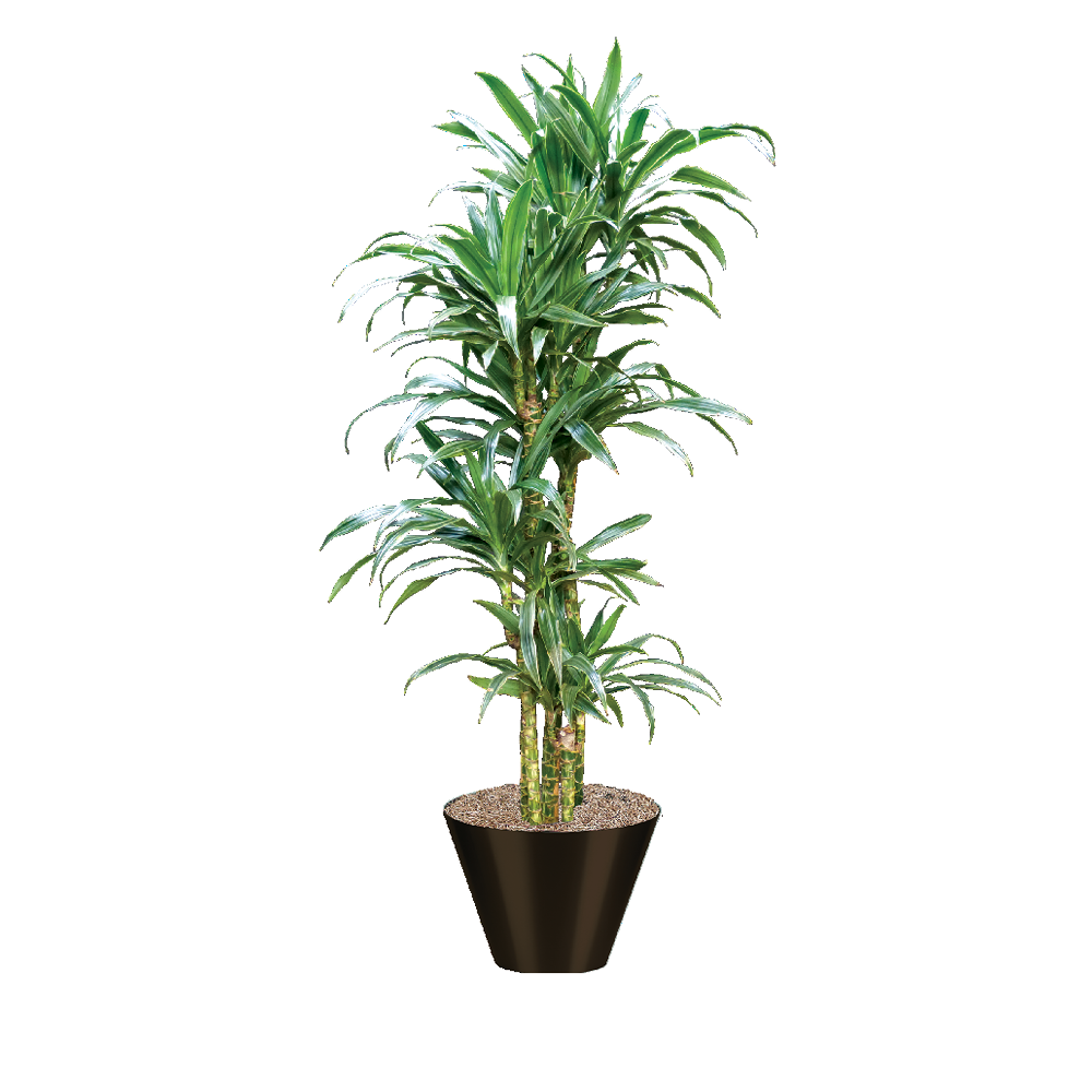 Dracaena Warneckii Bush - View 18 from www redcrocus com