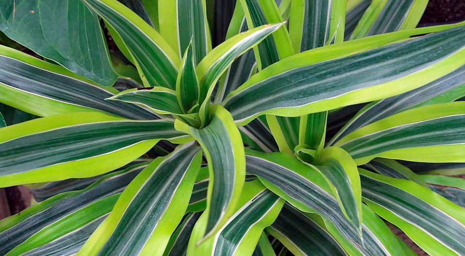 Dracaena Warneckii Bush - View 18 from www redcrocus com