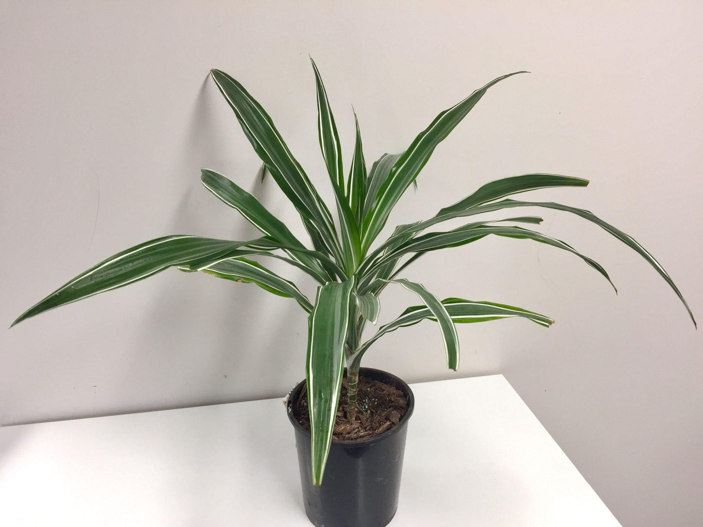Dracaena Warneckii Bush - View 19 from www redcrocus com