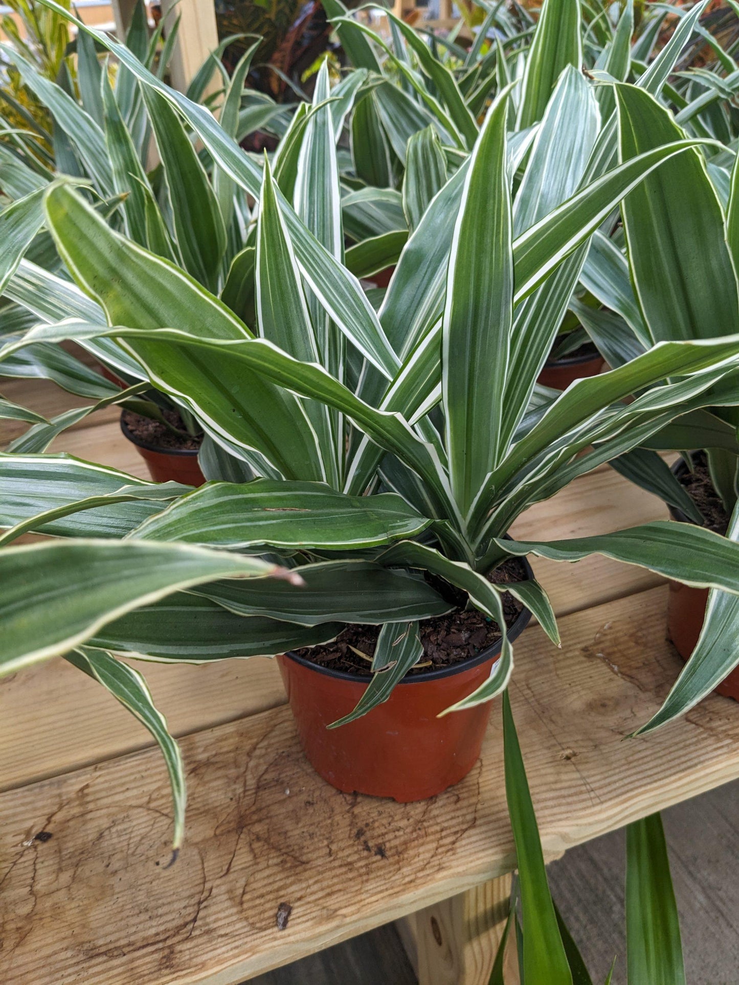 Dracaena Warneckii Bush - View 2 from www redcrocus com