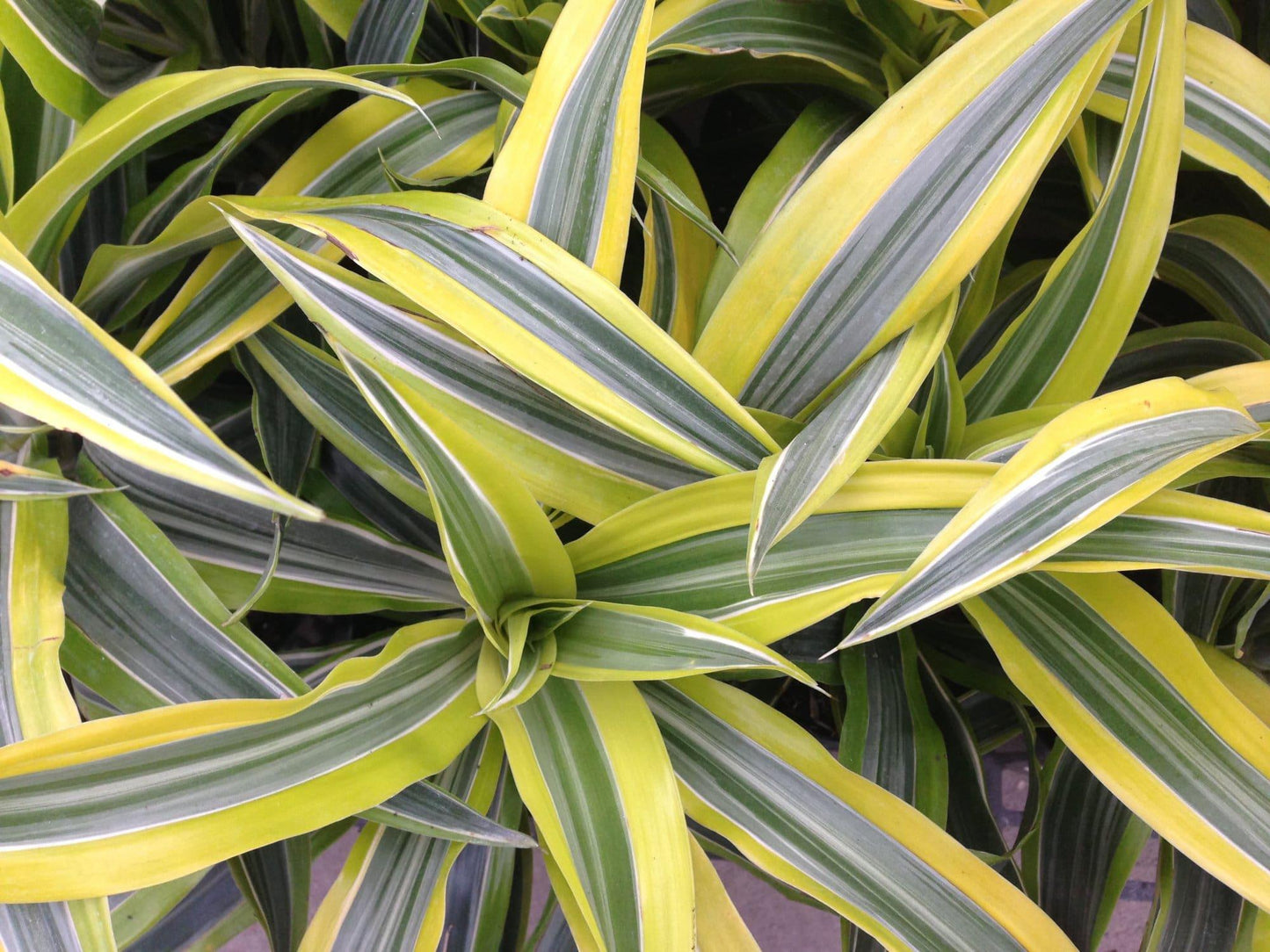 Dracaena Warneckii Bush - View 3 from www redcrocus com