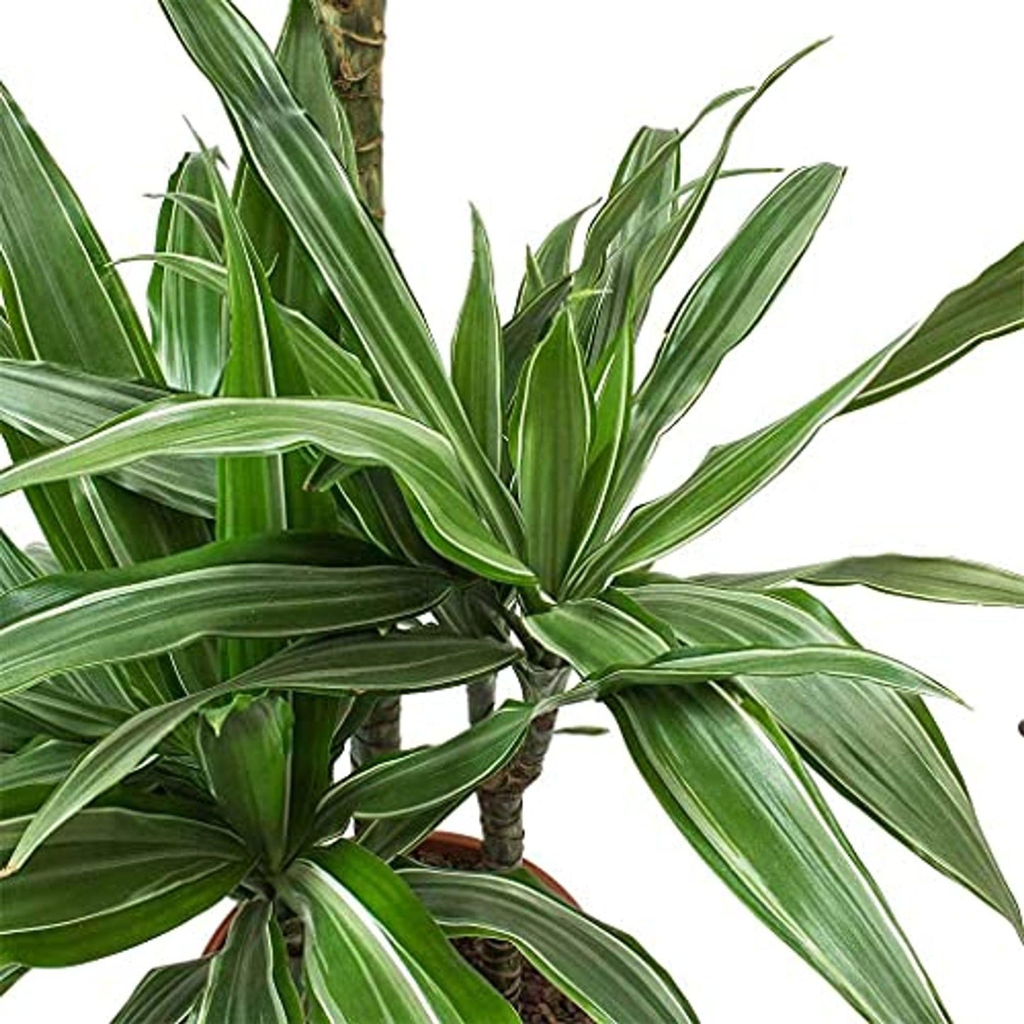 Dracaena Warneckii Bush - View 5 from www redcrocus com