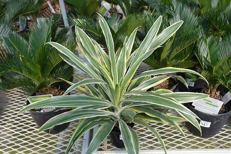 Dracaena Warneckii Bush - View 6 from www redcrocus com