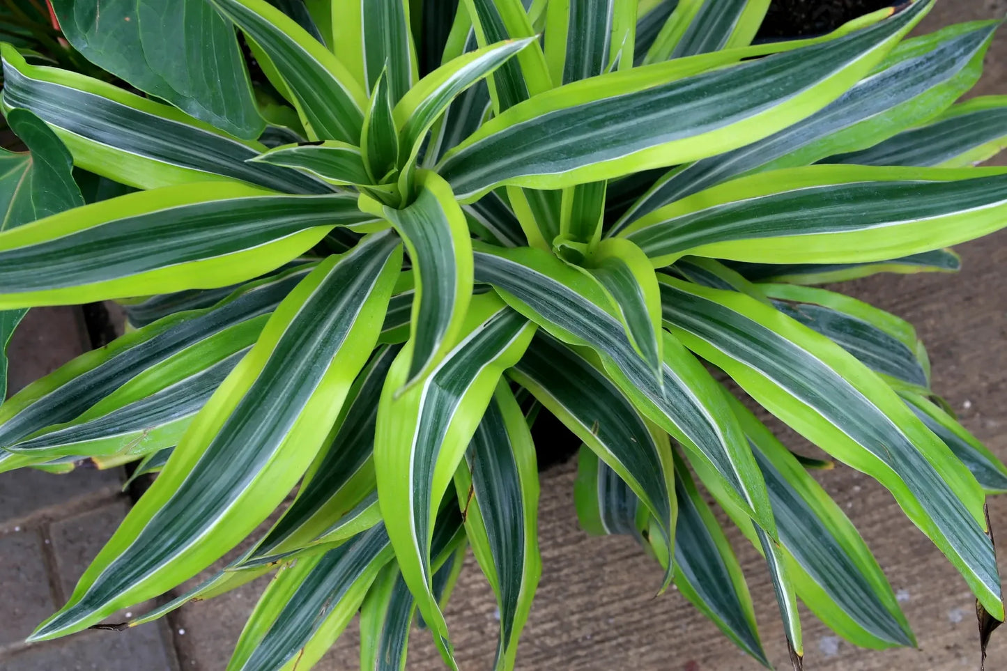 Dracaena Warneckii Bush - View 7 from www redcrocus com