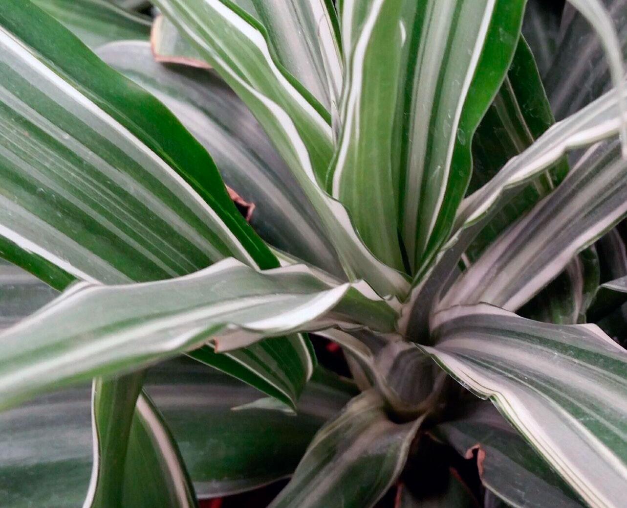 Dracaena Warneckii Bush - View 7 from www redcrocus com