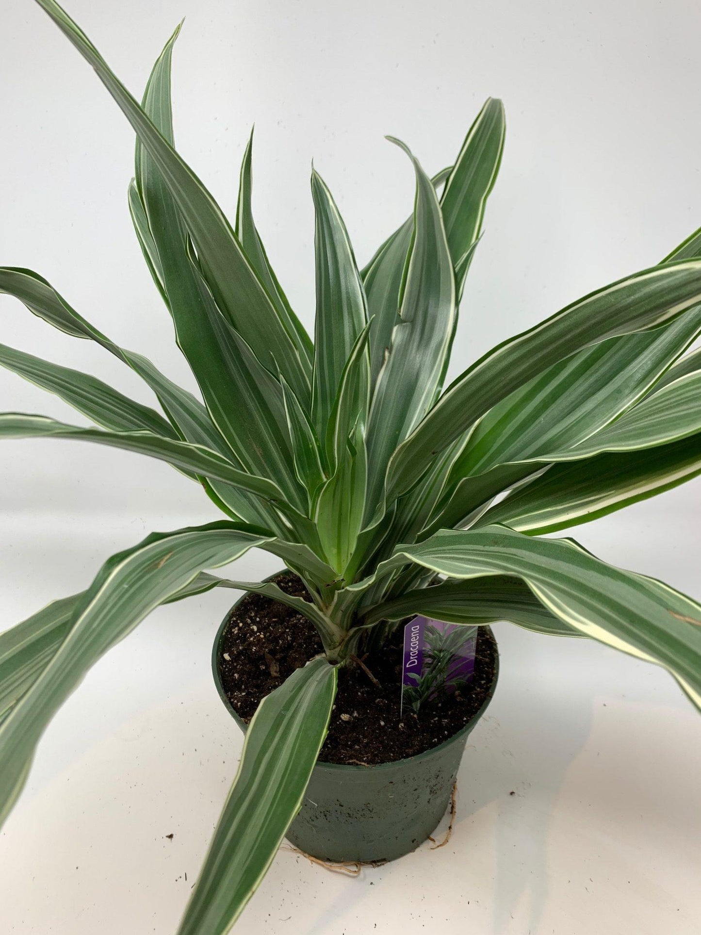 Dracaena Warneckii Bush - View 8 from www redcrocus com