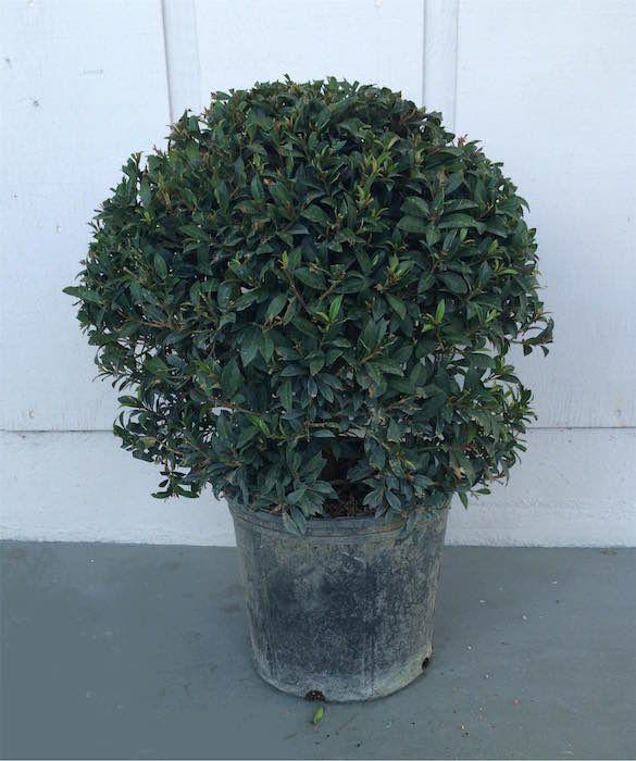 Eugenia M Globulus 2 Ball Standard - View 10 from www redcrocus com