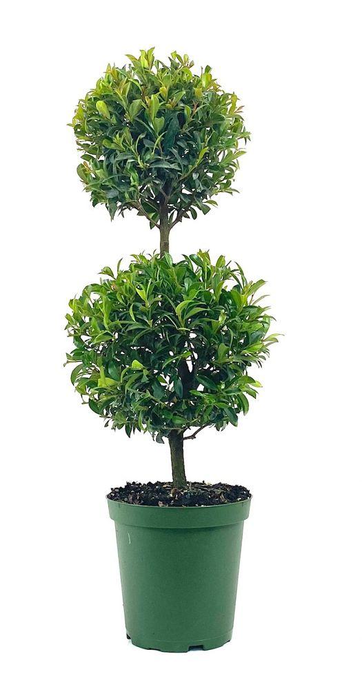 Eugenia M Globulus 2 Ball Standard - View 4 from www redcrocus com