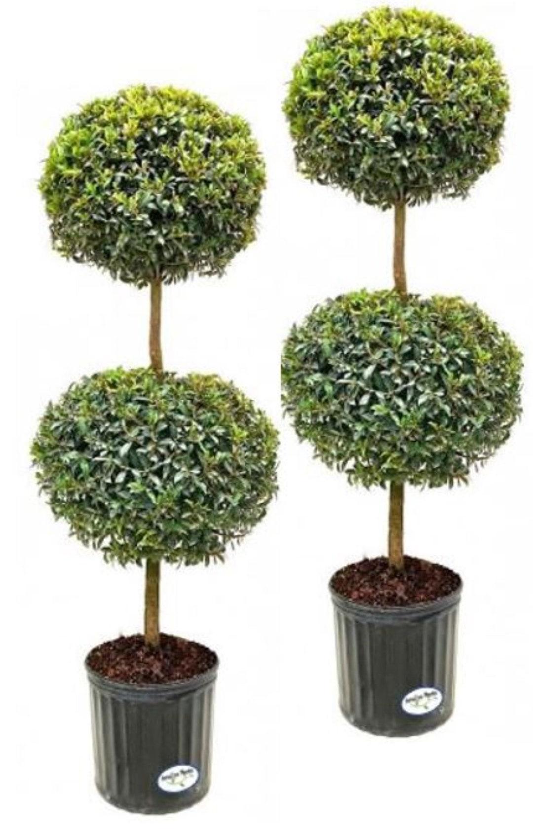 Eugenia M Globulus 2 Ball Standard - View 6 from www redcrocus com