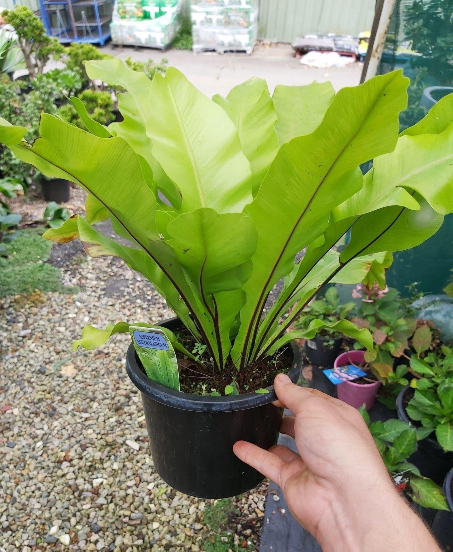 Fern Asplenium Assorted - View 10 from www redcrocus com
