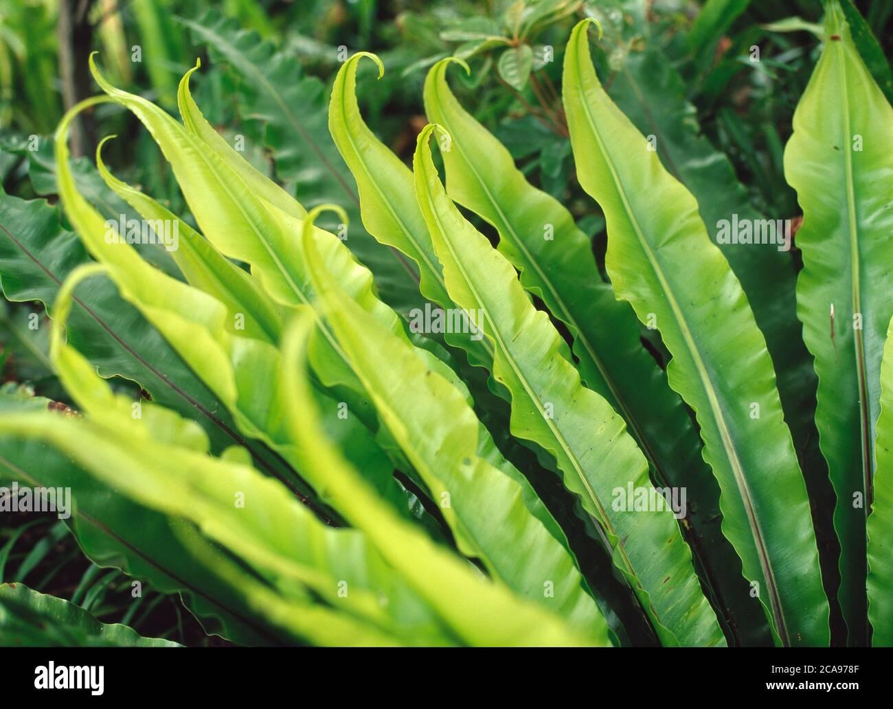 Fern Asplenium Assorted - View 13 from www redcrocus com