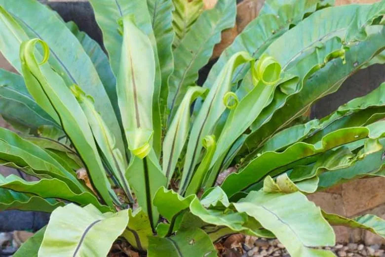 Fern Asplenium Assorted - View 15 from www redcrocus com