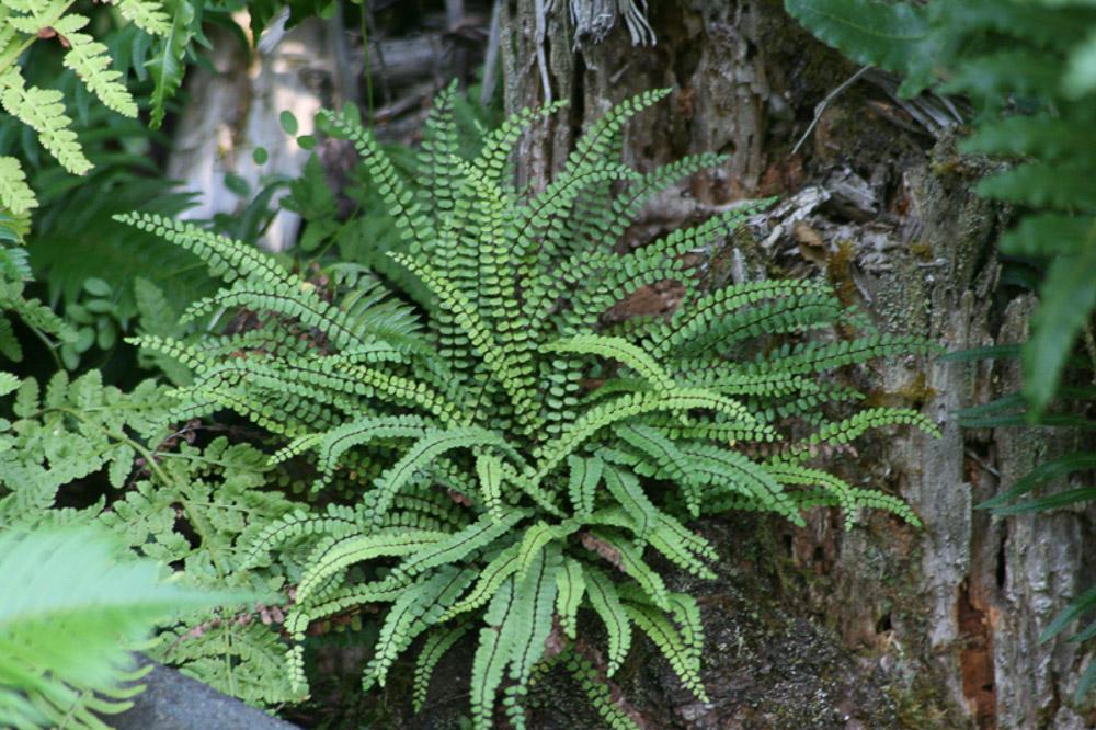 Fern Asplenium Assorted - View 17 from www redcrocus com