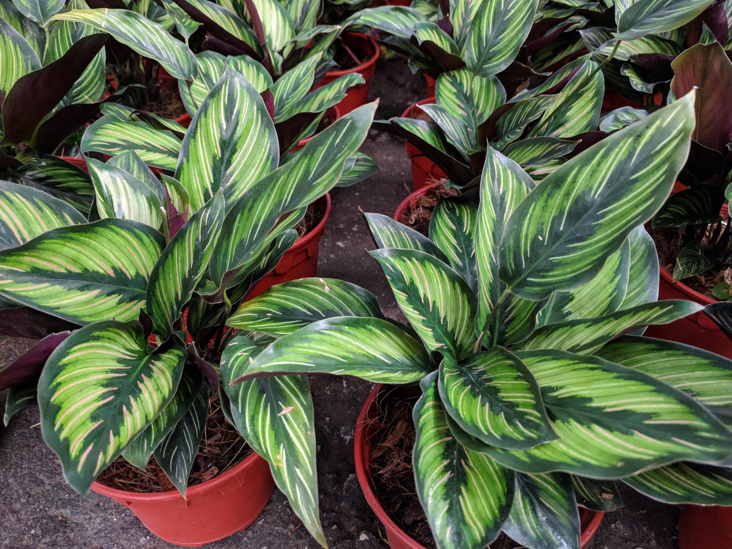 Calathea Setosa - View 14 from www redcrocus com