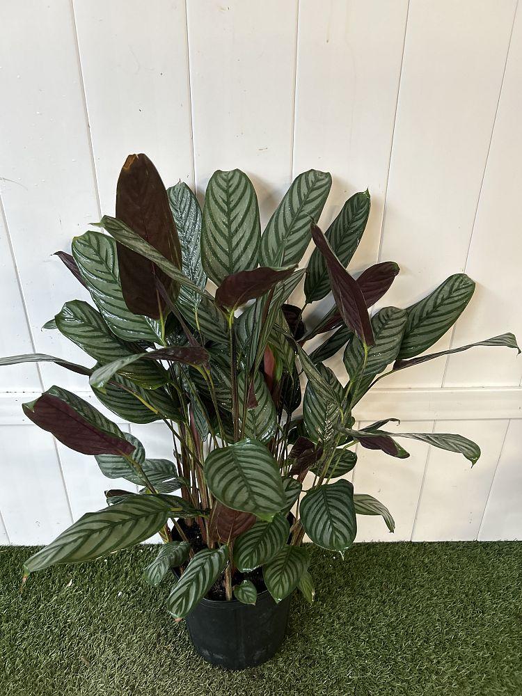 Calathea Setosa - View 15 from www redcrocus com