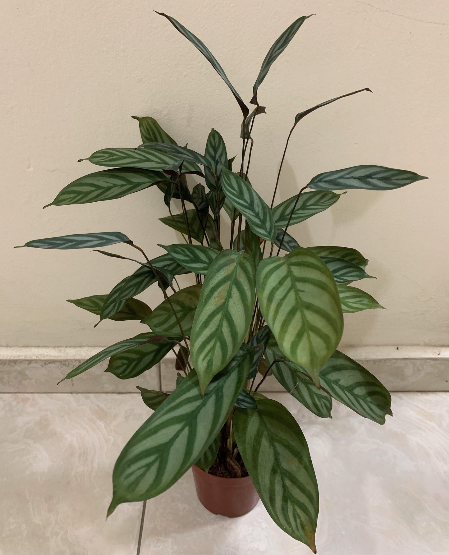 Calathea Setosa - View 17 from www redcrocus com