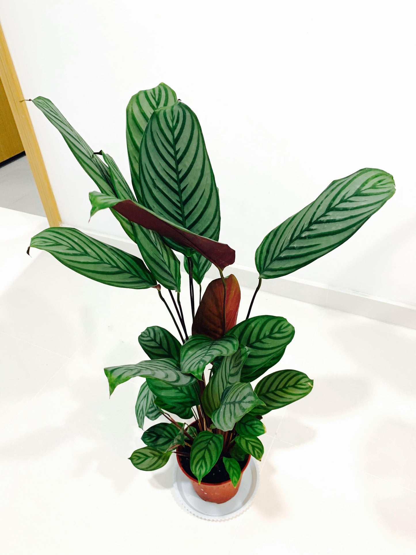 Calathea Setosa - View 18 from www redcrocus com