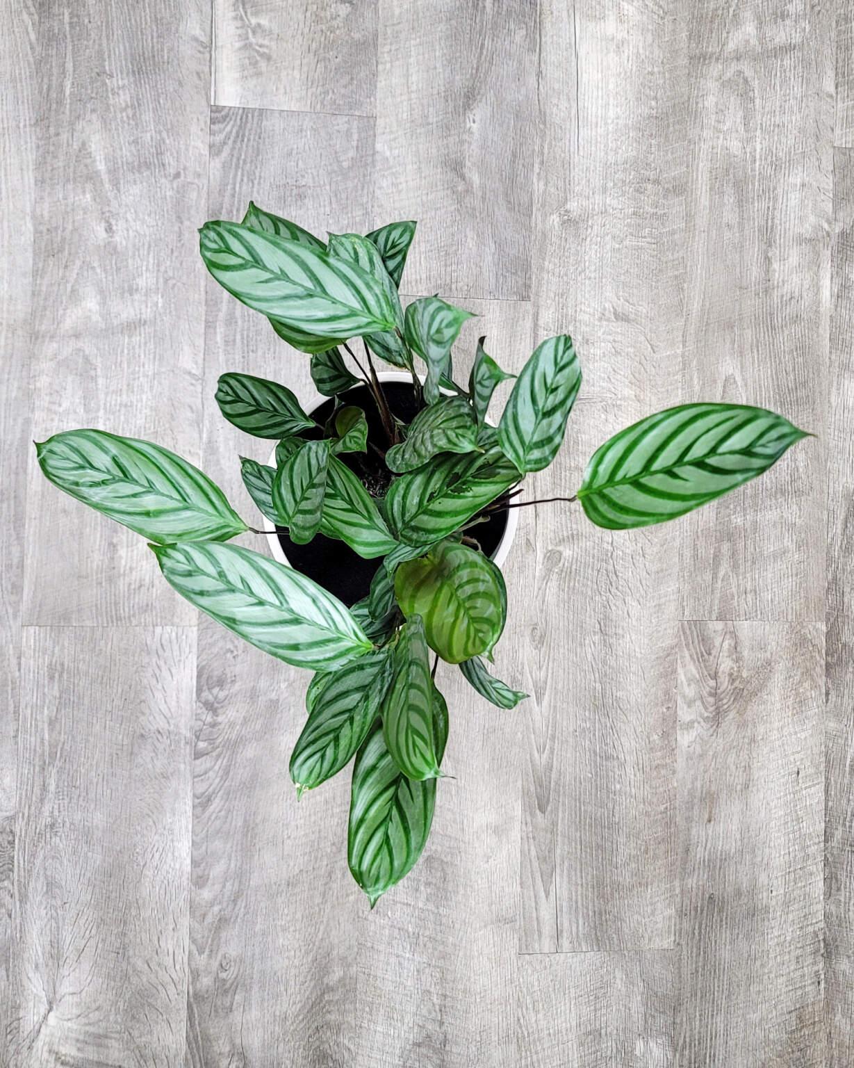 Calathea Setosa - View 19 from www redcrocus com