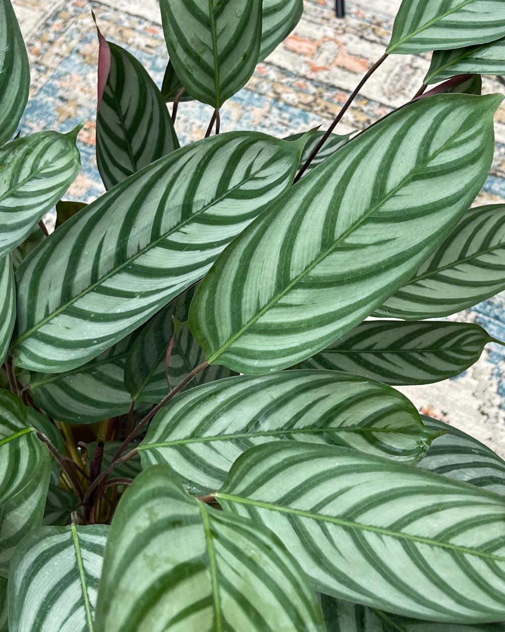 Calathea Setosa - View 1 from www redcrocus com