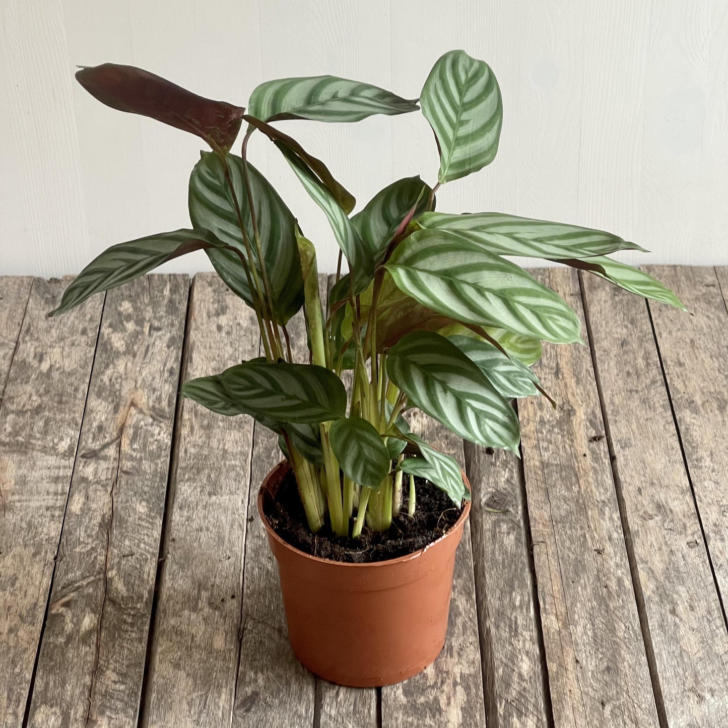 Calathea Setosa - View 2 from www redcrocus com