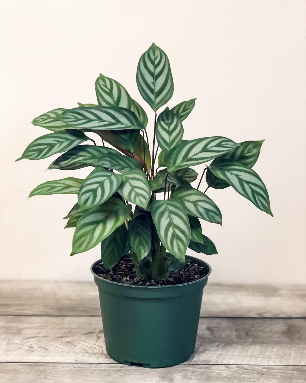Calathea Setosa - View 3 from www redcrocus com