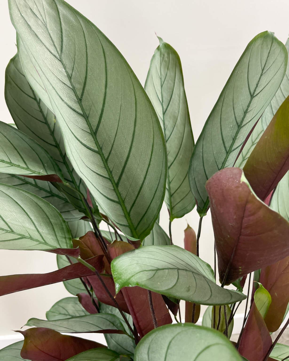 Calathea Setosa - View 6 from www redcrocus com