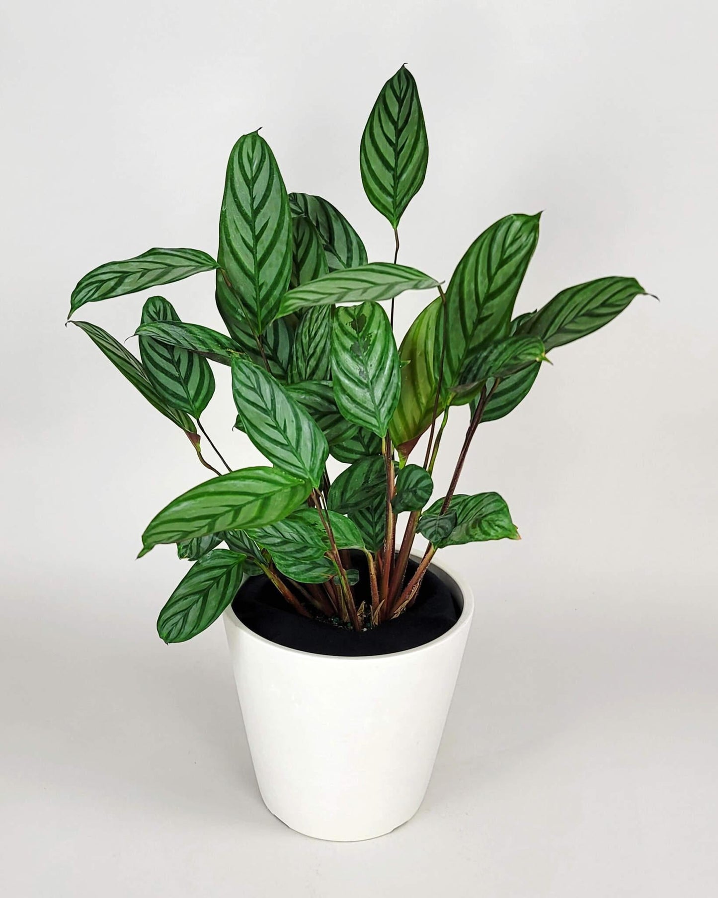 Calathea Setosa - View 7 from www redcrocus com