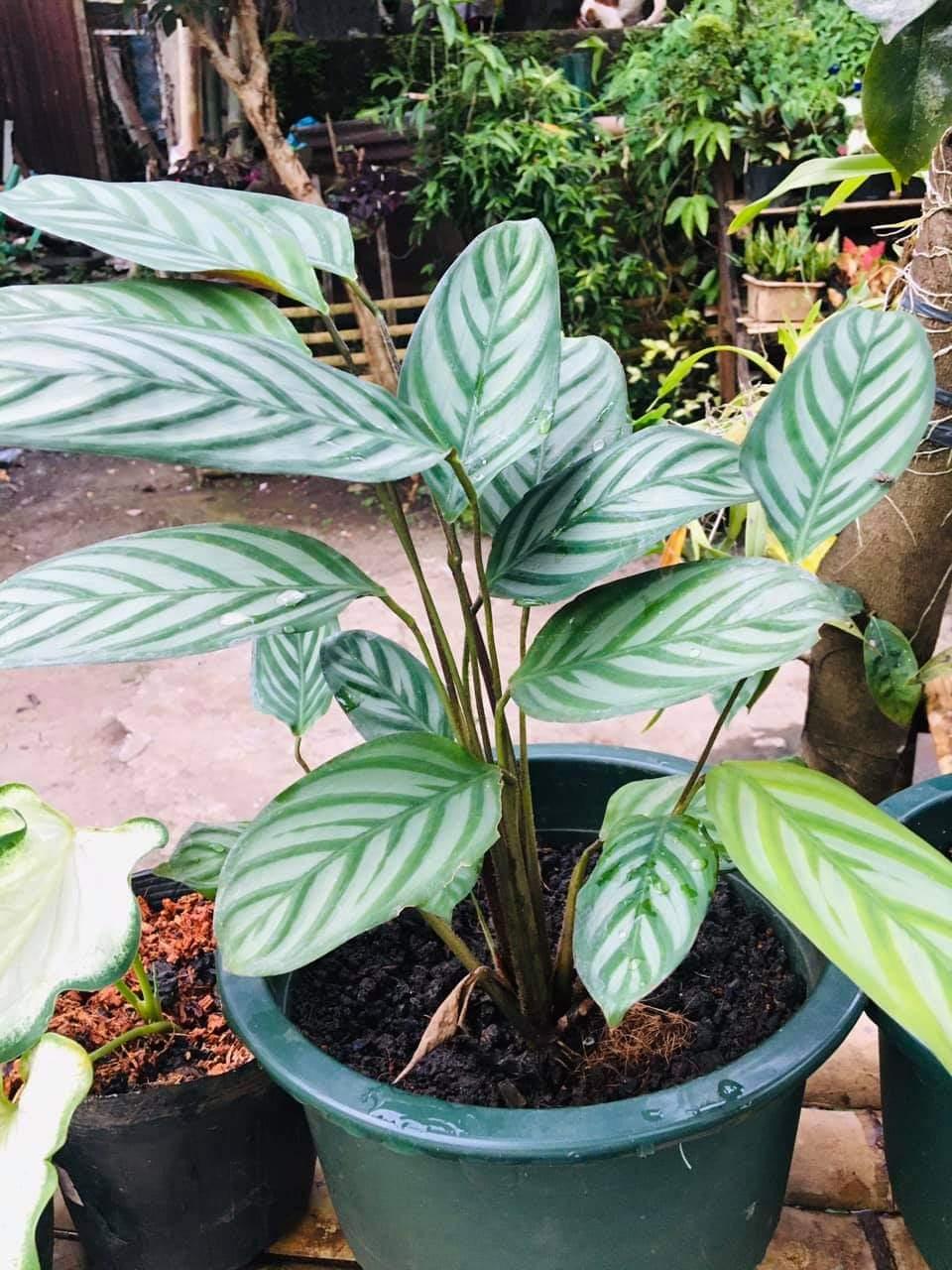 Calathea Setosa - View 8 from www redcrocus com