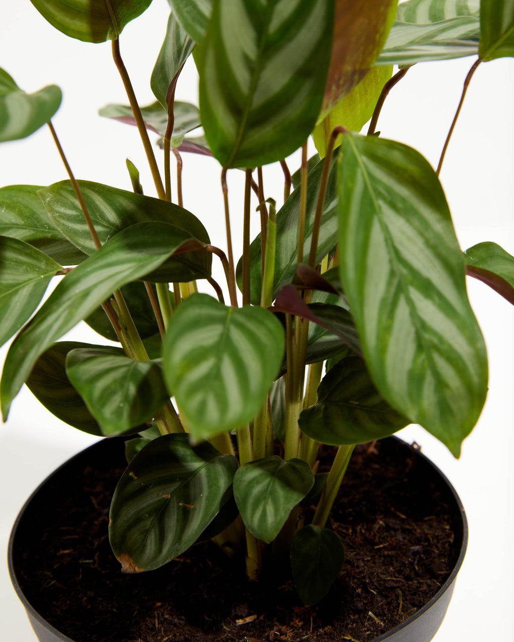 Calathea Setosa - View 9 from www redcrocus com