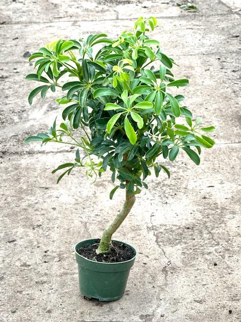 Schefflera Arboricola, Standard - View 11 from www redcrocus com