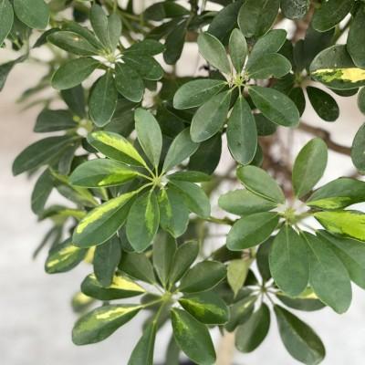 Schefflera Arboricola, Standard - View 12 from www redcrocus com