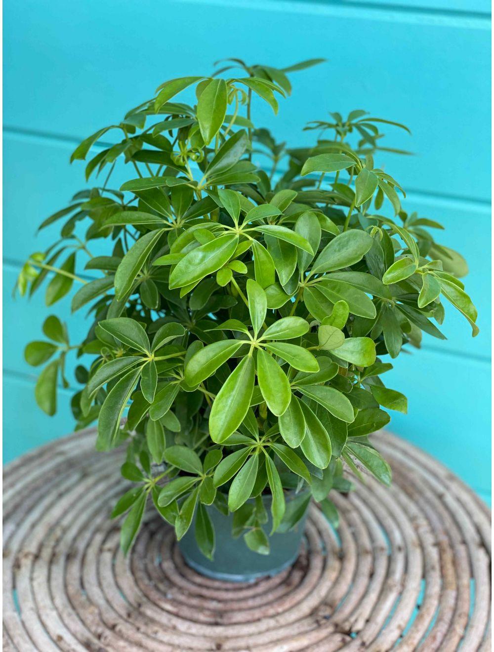 Schefflera Arboricola, Standard - View 13 from www redcrocus com