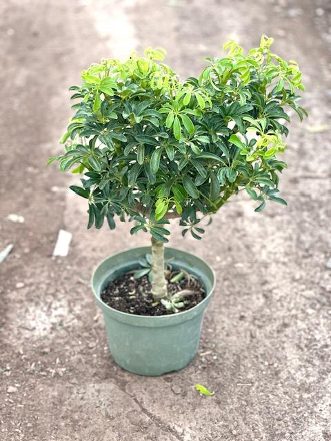 Schefflera Arboricola, Standard - View 14 from www redcrocus com